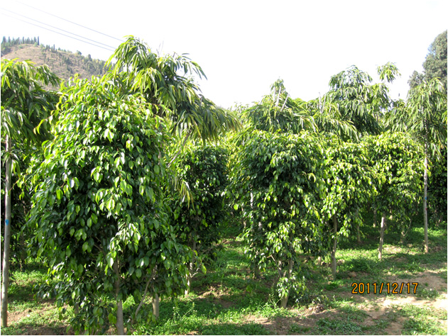 昆明高?；兀ㄒ唬?高海苗圃